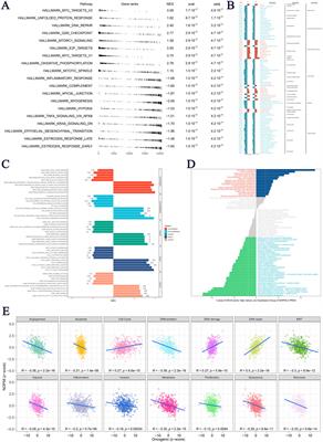 The role of NOP58 in prostate cancer progression through SUMOylation regulation and drug response